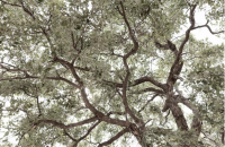 [CLS03 CA A5525 120x180] RAIN TREE Horizontal - Artwork - L180 x H120