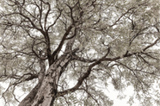 [CLS03 CA A5543 L] SHEPARD TREE Horizontal - Artwork - L180 x H120